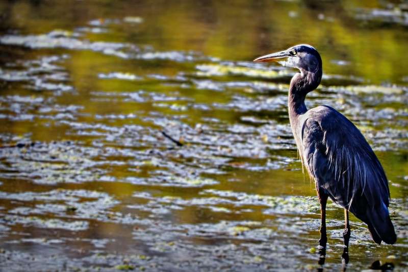 Great Blue Heron on the watch- 01
